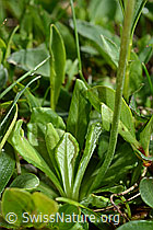 Mehl-Primel (Primula farinosa) (C195508)