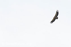 Gänsegeier (Gyps fulvus) (C195542)