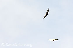 Gänsegeier (Gyps fulvus) (C195556)