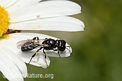 Crossocerus leucostoma (Grabwespe) auf Gewöhnlicher Wiesen-Margerite (Leucanthemum vulgare) (C195598) Crossocerus leucostoma (Grabwespe) auf Gewöhnlicher Wiesen-Margerite (Leucanthemum vulgare) (C195598)