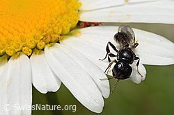 Crossocerus leucostoma (Grabwespe) auf Gewöhnlicher Wiesen-Margerite (Leucanthemum vulgare) (C195599) Crossocerus leucostoma (Grabwespe) auf Gewöhnlicher Wiesen-Margerite (Leucanthemum vulgare) (C195599)