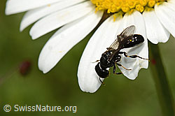 Crossocerus leucostoma (Grabwespe) auf Gewöhnlicher Wiesen-Margerite (Leucanthemum vulgare) (C195601) Crossocerus leucostoma (Grabwespe) auf Gewöhnlicher Wiesen-Margerite (Leucanthemum vulgare) (C195601)
