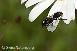 Crossocerus leucostoma (Grabwespe) auf Gewöhnlicher Wiesen-Margerite (Leucanthemum vulgare) (C195602) Crossocerus leucostoma (Grabwespe) auf Gewöhnlicher Wiesen-Margerite (Leucanthemum vulgare) (C195602)