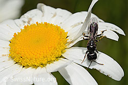 Crossocerus leucostoma (Grabwespe) auf Gewöhnlicher Wiesen-Margerite (Leucanthemum vulgare) (C195604) Crossocerus leucostoma (Grabwespe) auf Gewöhnlicher Wiesen-Margerite (Leucanthemum vulgare) (C195604)