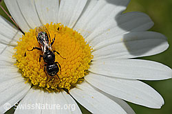 Crossocerus leucostoma (Grabwespe) auf Gewöhnlicher Wiesen-Margerite (Leucanthemum vulgare) (C195605) Crossocerus leucostoma (Grabwespe) auf Gewöhnlicher Wiesen-Margerite (Leucanthemum vulgare) (C195605)