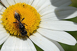 Crossocerus leucostoma (Grabwespe) auf Gewöhnlicher Wiesen-Margerite (Leucanthemum vulgare) (C195606) Crossocerus leucostoma (Grabwespe) auf Gewöhnlicher Wiesen-Margerite (Leucanthemum vulgare) (C195606)