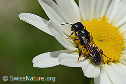 Crossocerus leucostoma (Grabwespe) auf Gewöhnlicher Wiesen-Margerite (Leucanthemum vulgare) (26.06.2021, C195608)
