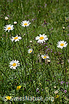 Gewöhnliche Wiesen-Margerite (Leucanthemum vulgare) (C195609) Gewöhnliche Wiesen-Margerite (Leucanthemum vulgare) (C195609)