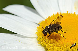 Limnophora triangula (Fliege) auf Gewöhnlicher Wiesen-Margerite (Leucanthemum vulgare) (C195613) Limnophora triangula (Fliege) auf Gewöhnlicher Wiesen-Margerite (Leucanthemum vulgare) (C195613)