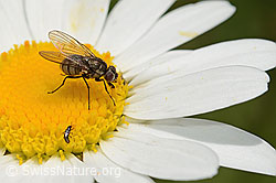 Limnophora triangula (Fliege) auf Gewöhnlicher Wiesen-Margerite (Leucanthemum vulgare) (C195617) Limnophora triangula (Fliege) auf Gewöhnlicher Wiesen-Margerite (Leucanthemum vulgare) (C195617)
