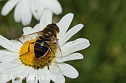 Gemeine Keilfleckschwebfliege (Eristalis pertinax) auf Gewöhnlicher Wiesen-Margerite (Leucanthemum vulgare) (26.06.2021, C195631)
