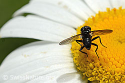 Erdwanzenfliege (Phania funesta) auf Gewöhnlicher Wiesen-Margerite (Leucanthemum vulgare) (C195633) Erdwanzenfliege (Phania funesta) auf Gewöhnlicher Wiesen-Margerite (Leucanthemum vulgare) (C195633)