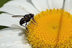 Erdwanzenfliege (Phania funesta) auf Gewöhnlicher Wiesen-Margerite (Leucanthemum vulgare) (C195635) Erdwanzenfliege (Phania funesta) auf Gewöhnlicher Wiesen-Margerite (Leucanthemum vulgare) (C195635)