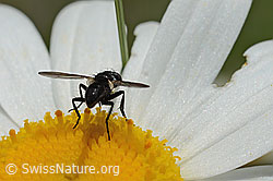 Erdwanzenfliege (Phania funesta) auf Gewöhnlicher Wiesen-Margerite (Leucanthemum vulgare) (C195640) Erdwanzenfliege (Phania funesta) auf Gewöhnlicher Wiesen-Margerite (Leucanthemum vulgare) (C195640)