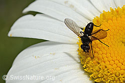 Erdwanzenfliege (Phania funesta) auf Gewöhnlicher Wiesen-Margerite (Leucanthemum vulgare) (C195646) Erdwanzenfliege (Phania funesta) auf Gewöhnlicher Wiesen-Margerite (Leucanthemum vulgare) (C195646)