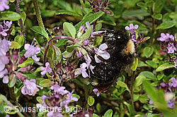 Wald-Kuckuckshummel (Bombus sylvestris) auf Vielhaarigem Thymian (Thymus praecox ssp. polytrichus) (C195649)
