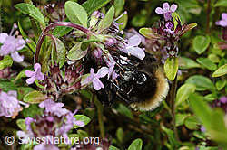 Wald-Kuckuckshummel (Bombus sylvestris) auf Vielhaarigem Thymian (Thymus praecox ssp. polytrichus) (26.06.2021, C195650)