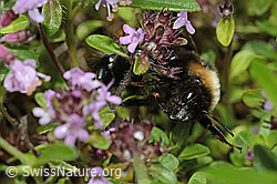 Wald-Kuckuckshummel (Bombus sylvestris) auf Vielhaarigem Thymian (Thymus praecox ssp. polytrichus) (C195651)