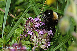 Wald-Kuckuckshummel (Bombus sylvestris) auf Vielhaarigem Thymian (Thymus praecox ssp. polytrichus) (C195655)