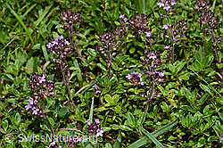 Vielhaariger Thymian (Thymus praecox ssp. polytrichus) (C195658) Vielhaariger Thymian (Thymus praecox ssp. polytrichus) (C195658)