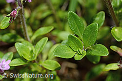 Vielhaariger Thymian (Thymus praecox ssp. polytrichus) (C195659) Vielhaariger Thymian (Thymus praecox ssp. polytrichus) (C195659)