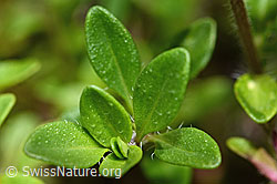 Vielhaariger Thymian (Thymus praecox ssp. polytrichus) (C195660) Vielhaariger Thymian (Thymus praecox ssp. polytrichus) (C195660)