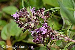 Vielhaariger Thymian (Thymus praecox ssp. polytrichus) (C195661) Vielhaariger Thymian (Thymus praecox ssp. polytrichus) (C195661)