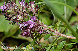 Vielhaariger Thymian (Thymus praecox ssp. polytrichus) (C195662) Vielhaariger Thymian (Thymus praecox ssp. polytrichus) (C195662)