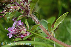 Vielhaariger Thymian (Thymus praecox ssp. polytrichus) (C195665) Vielhaariger Thymian (Thymus praecox ssp. polytrichus) (C195665)