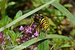 Gemeine Wespenschwebfliege (Chrysotoxum cautum) auf Vielhaarigem Thymian (Thymus praecox ssp. polytrichus) (26.06.2021, C195667)