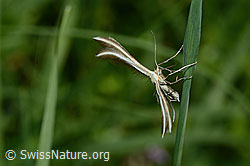 Merrifieldia leucodactyla (Federmotte) (C195676) Merrifieldia leucodactyla (Federmotte) (C195676)