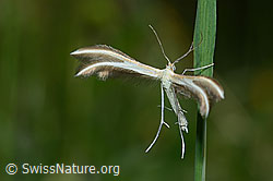 Merrifieldia leucodactyla (Federmotte) (C195678) Merrifieldia leucodactyla (Federmotte) (C195678)