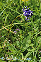 Rundköpfige Rapunzel (Phyteuma orbiculare) (26.06.2021, C195690)