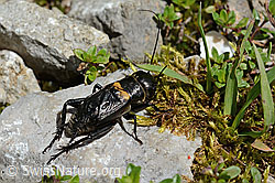 Foto: Feldgrille (Gryllus campestris)