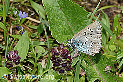 Schwarzfleckiger Ameisenbläuling (Phengaris arion) auf Gemeine Brunelle (Prunella vulgaris) (26.06.2021, C195712)