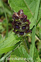 Gemeine Brunelle (Prunella vulgaris) (26.06.2021, C195713)