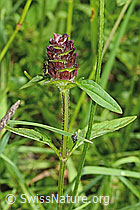 Gemeine Brunelle (Prunella vulgaris) (26.06.2021, C195718)