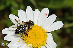 Glänzende Keilfleckschwebfliege (Eristalis rupium) auf Gewöhnlicher Wiesen-Margerite (Leucanthemum vulgare) (26.06.2021, C195756)