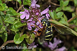 Vielhaariger Thymian (Thymus polytrichus)