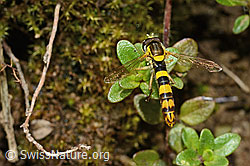 Gewöhnliche Langbauchschwebfliege (Sphaerophoria scripta) (C195807)