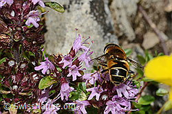 Glänzende Keilfleckschwebfliege (Eristalis rupium) auf Vielhaarigem Thymian (Thymus praecox ssp. polytrichus) (C195825)