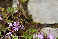 Glänzende Keilfleckschwebfliege (Eristalis rupium) auf Vielhaarigem Thymian (Thymus praecox ssp. polytrichus) (C195826)