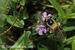Hummel-Waldschwebfliege (Volucella bombylans var. plumata) auf Vielhaarigem Thymian (Thymus praecox ssp. polytrichus) (C195833)