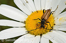 Schwarzspitziger Halsbock (Stictoleptura fulva) auf Gewöhnlicher Wiesen-Margerite (Leucanthemum vulgare) (26.06.2021, C195837)