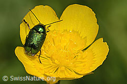 Foto: Smaragd-Fallkäfer (Cryptocephalus aureolus) auf Blume