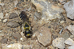 Foto: Hahnenfuss-Scherenbiene (Chelostoma florisomne)
