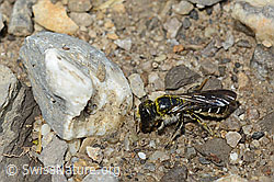 Foto: Hahnenfuss-Scherenbiene (Chelostoma florisomne)