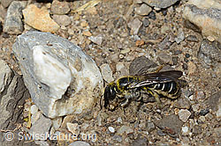 Foto: Hahnenfuss-Scherenbiene (Chelostoma florisomne)