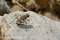 Berg-Sandlaufkäfer (Cicindela sylvicola) (26.06.2021, C195859)