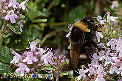 Hellgelbe Erdhummel (Bombus lucorum) auf Vielhaarigem Thymian (Thymus praecox ssp. polytrichus) (C195865)